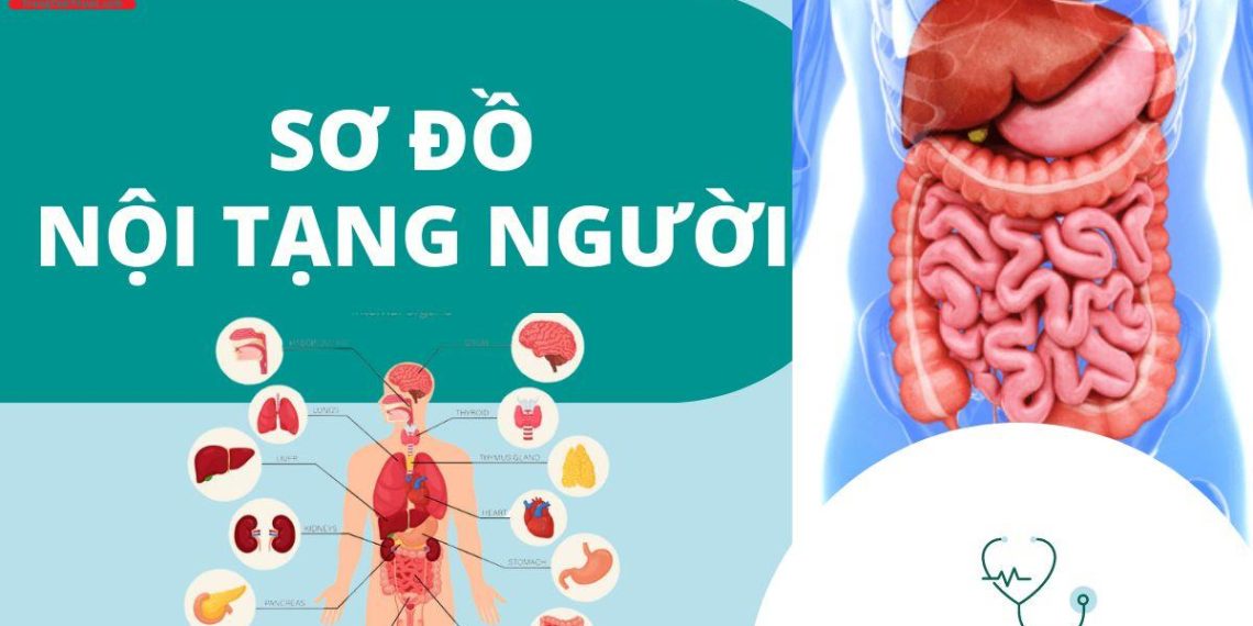 Cấu trúc 1: Dấu hiệu bệnh + Bộ phận cơ thể