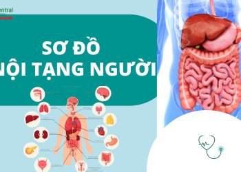 Cấu trúc 1: Dấu hiệu bệnh + Bộ phận cơ thể