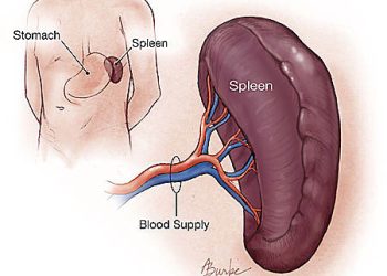 Dấu hiệu bệnh ở lá lách cần kiểm tra sớm